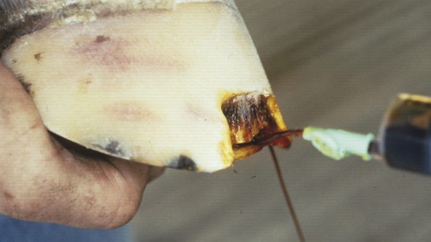 White line disease, also known as seedy toe