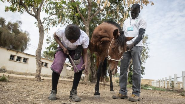 Female farrier Fatou Toure in Thies on April 3 2019. (Justice made a short film about her)
