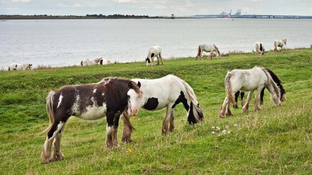 E6M6AF Abandoned Gypsy Cobs fly Grazing on the banks of the river Thames, Gravesend.