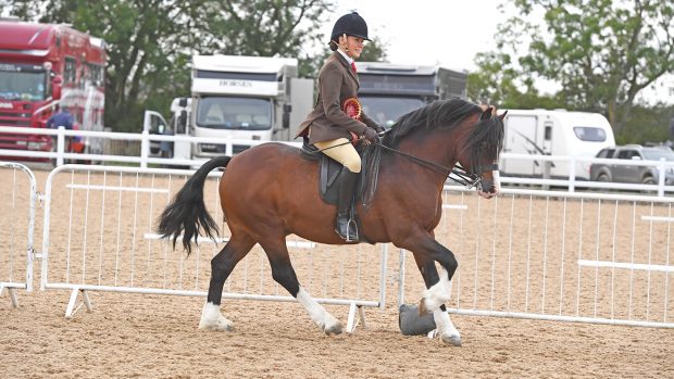 Heritage Show 11.10.19 Olympia Qual. Welsh C No.190 Gems malt Whiskey