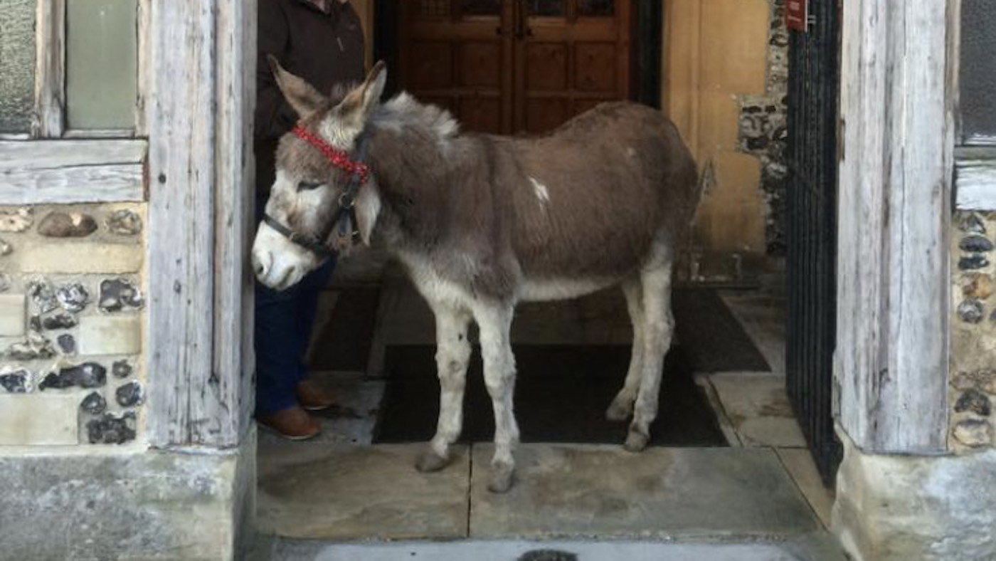 Farewell to ‘wilful’ donkey who changed people’ lives Horse & Hound