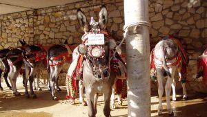 Donkey taxis
