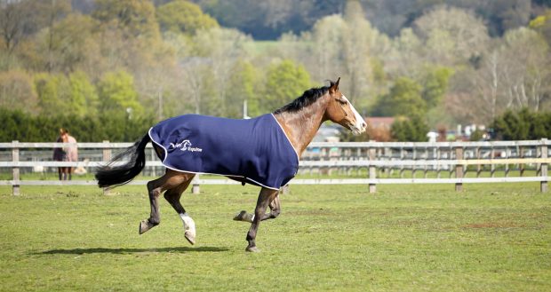 Petplan-Horse-running-in-field