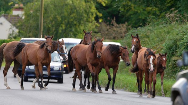 DJ1HRX Domestic horse Broken loose horses road Ireland