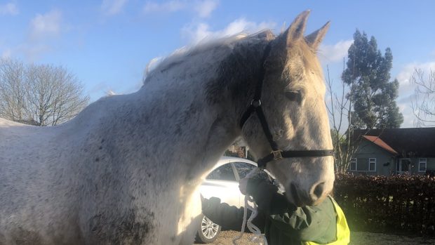 Oscar served the Household Cavalry for 13 years