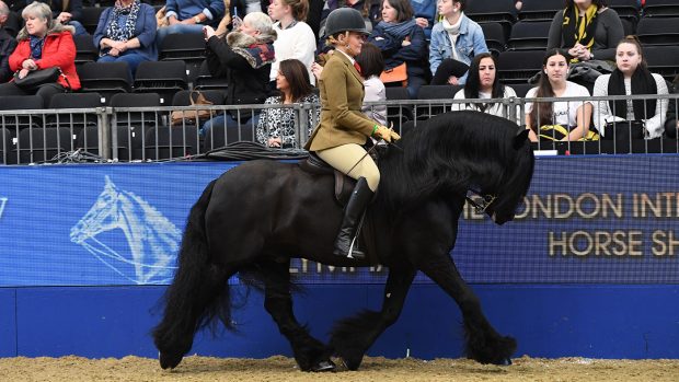 Lunesdale Dixie exhibited by Christina Gough during The BSPS Ridden Mountain and Moorland Championship sponsored by Lemieux at Olympia, The London International Horse Show held at Olympia in London in the UK, between the 16-22 December 2019