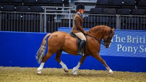 Lynuck The Snowman exhibited by Rebecca Penny during The BSPS Ridden Mountain and Moorland Championship sponsored by Lemieux at Olympia, The London International Horse Show held at Olympia in London in the UK, between the 16-22 December 2019