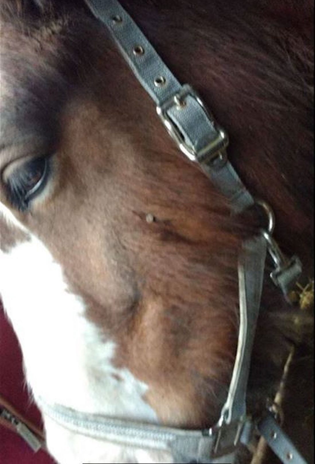 Vigilance urged as horse shot in the head with nail gun Horse & Hound