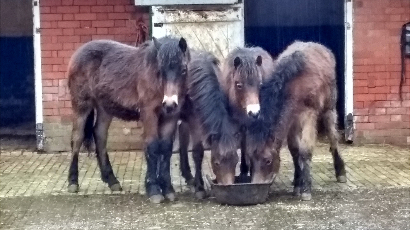 Six purebred Exmoors destined for slaughter have been saved Horse