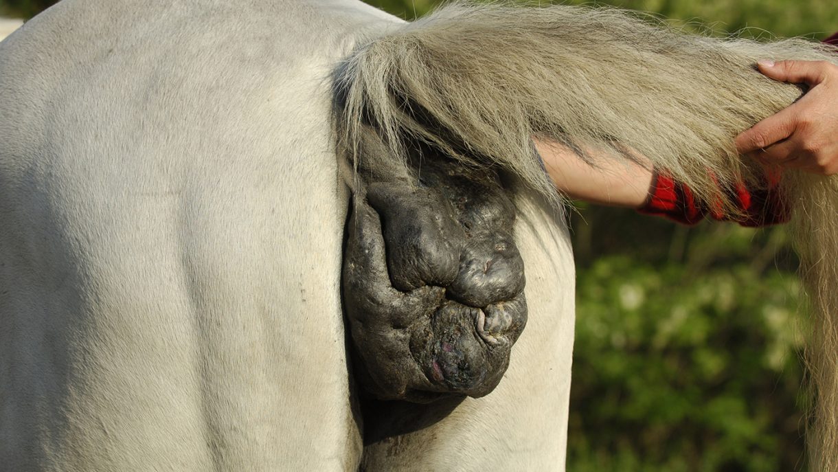 Ringworm in horses signs, treatment and prevention Horse & Hound