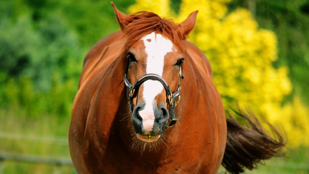 C5E7HP A chestnut horse taken in Channel Islands Jersey.