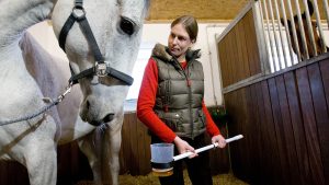 D20G16 Veterinarian Mary-Ann Sommer takes a urine sample duirng the demonstration of horse doping test in a stable in Riesenbeck, Germany, 09 January 2013. The German National Anti-Soping Agency (NADA) and the German Olympic Committee for Equestrian Sport (DOKR) demonstrate the new doping tests for horses at the stable of show jumper Ludger Beerbaum. Photo: Friso Gentsch