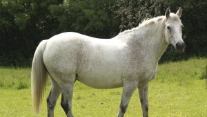 An overweight horse