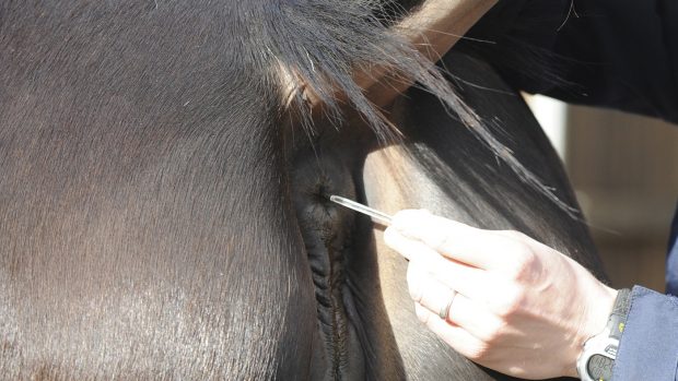 Taking a horse's temperature is one of the simple horse health checks that all owners should be able to do