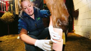 Dressing a wound using items from an equine first-aid kit