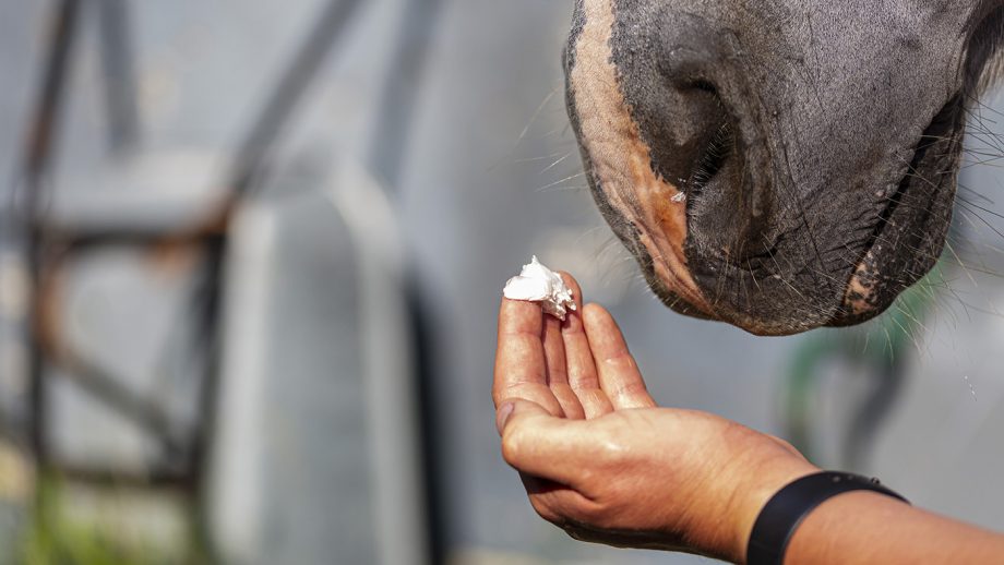 Gold Label Sun Guard review