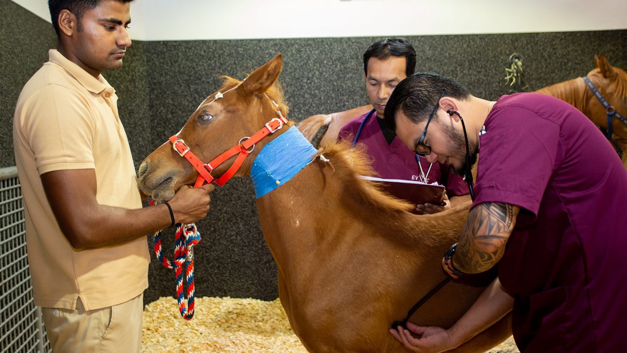 Take a look around Doha’s groundbreaking new veterinary centre Horse