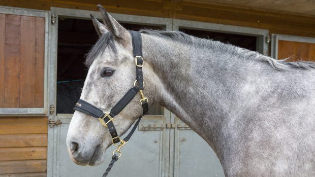 Back on Track Werano halter review