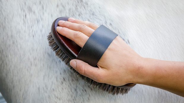 HyShine Deluxe horse hair wooden body brush review