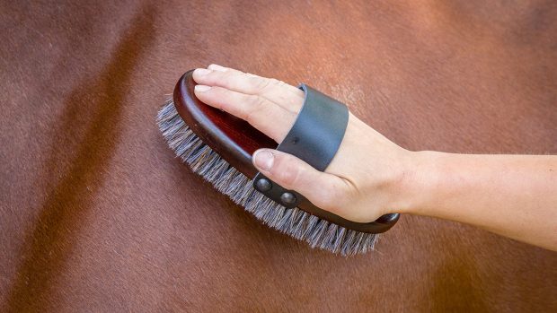 HyShine Deluxe horse hair wooden body brush review