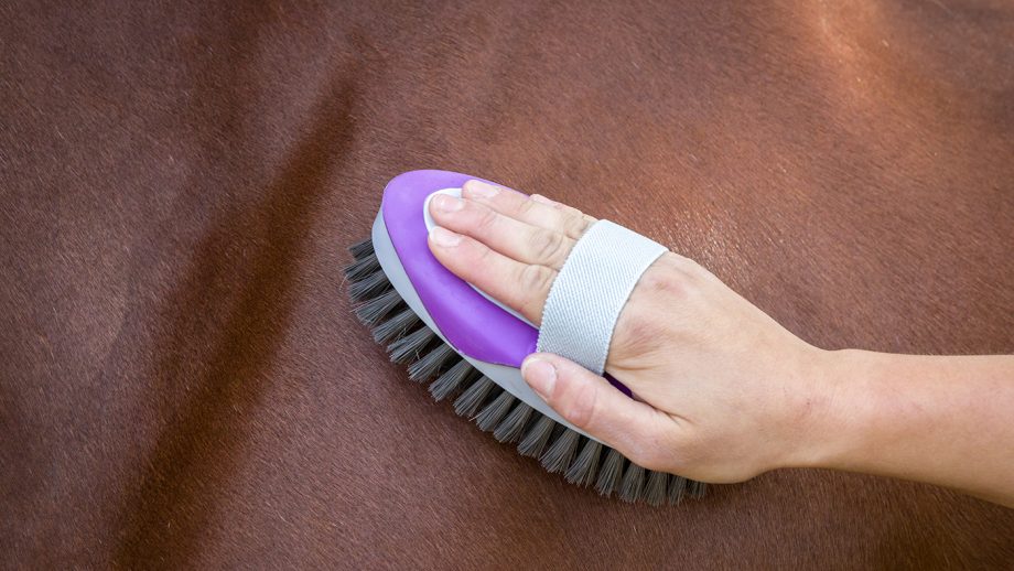 Best body brushes 2020 Horse & Hound’s tester ranks her favourites