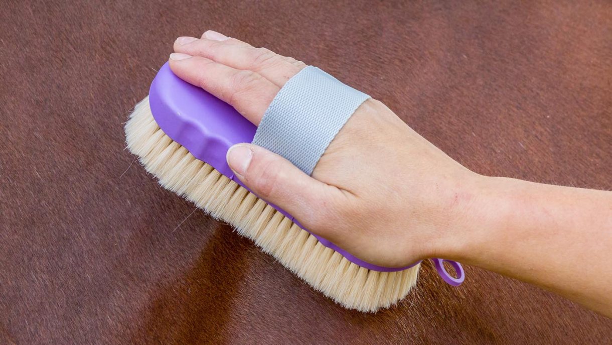 Best body brushes 2020 Horse & Hound’s tester ranks her favourites