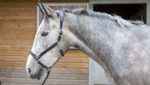 Collegiate ComFiTec headcollar review