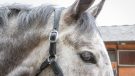 Collegiate ComFiTec headcollar review