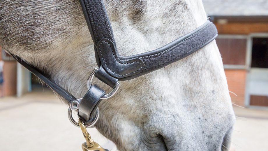 Collegiate ComFiTec headcollar review