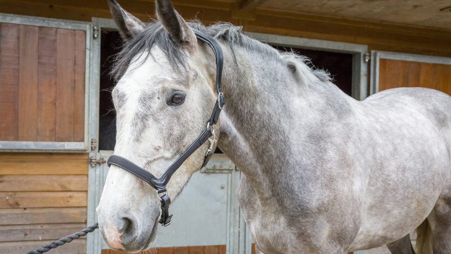 Collegiate ComFiTec headcollar review