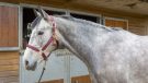 Schneiders Dura-Tech deluxe breakaway headcollar review