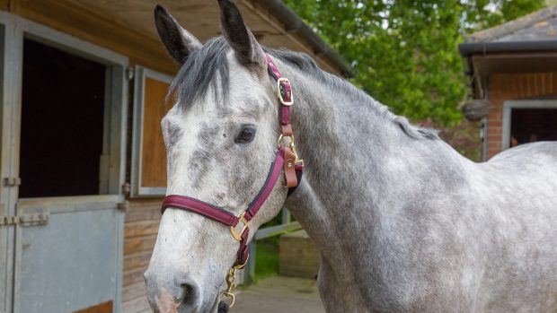 Schneiders Dura-Tech deluxe breakaway headcollar review