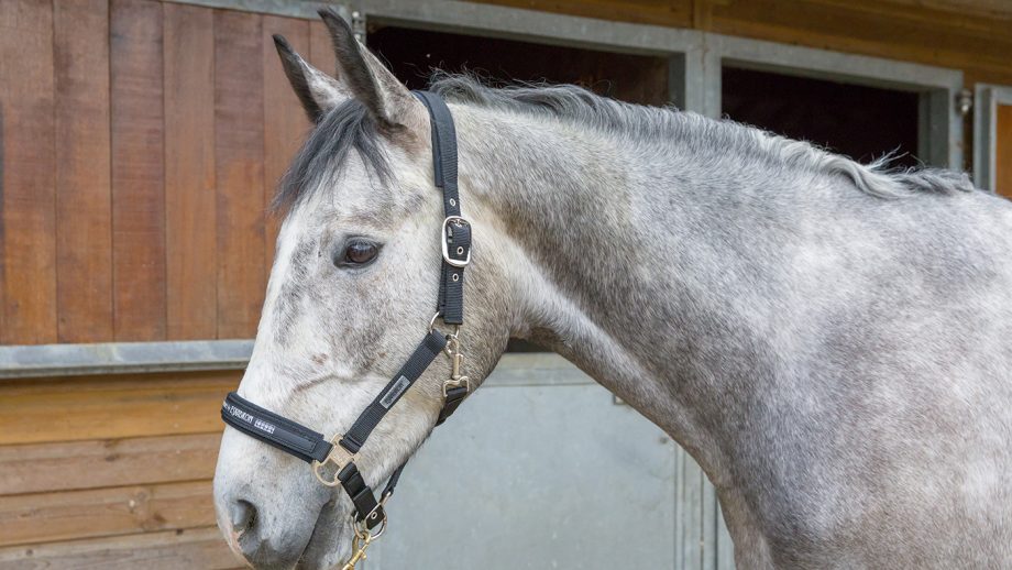 Eskadron Classic Sports headcollar review