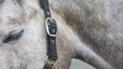 Eskadron Classic Sports headcollar review