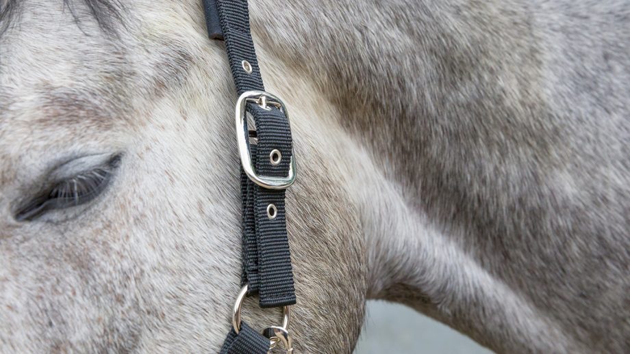 Eskadron Classic Sports headcollar review