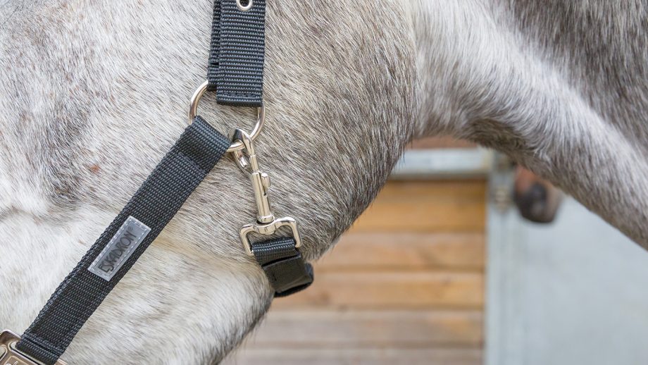 Eskadron Classic Sports headcollar review