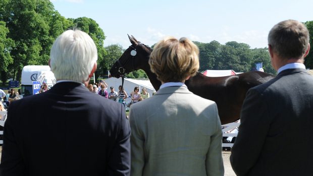 Ground jury at the trot-up