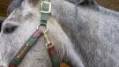 LeMieux Capella headcollar review