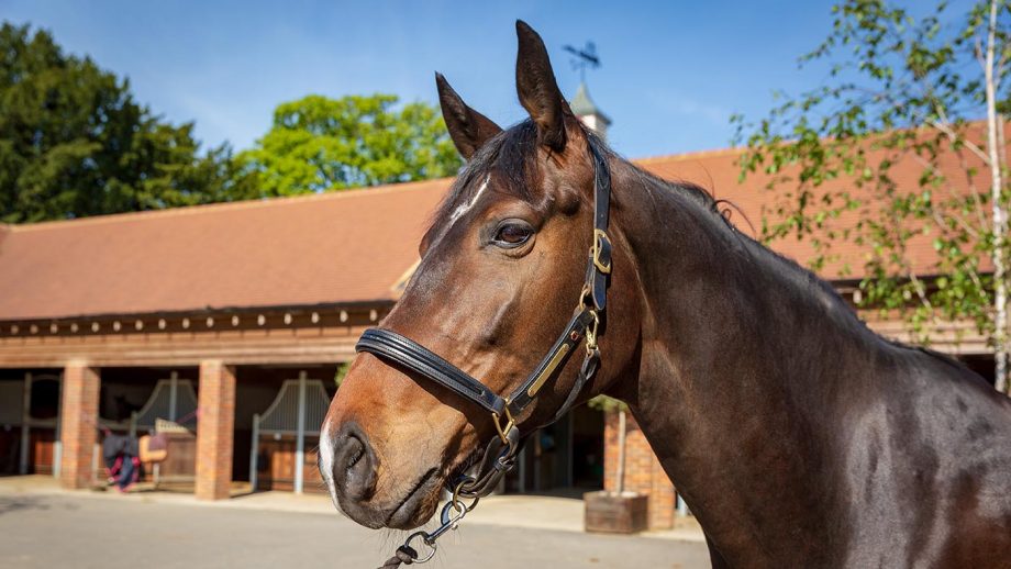 Albion patent leather padded headcollar review