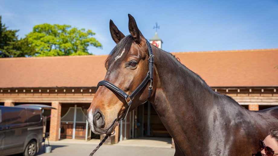 Döbert classic leather headcollar review