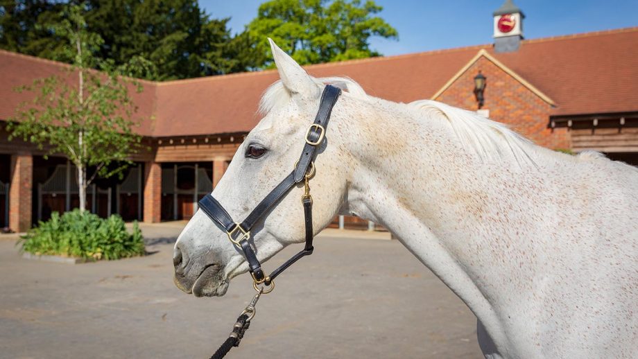 Shires Blenheim leather travel headcollar review