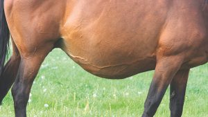 A pregant mare