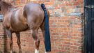 Premier Equine padded tail guard with tail bag review