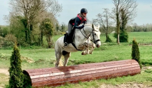 grey horses for sale