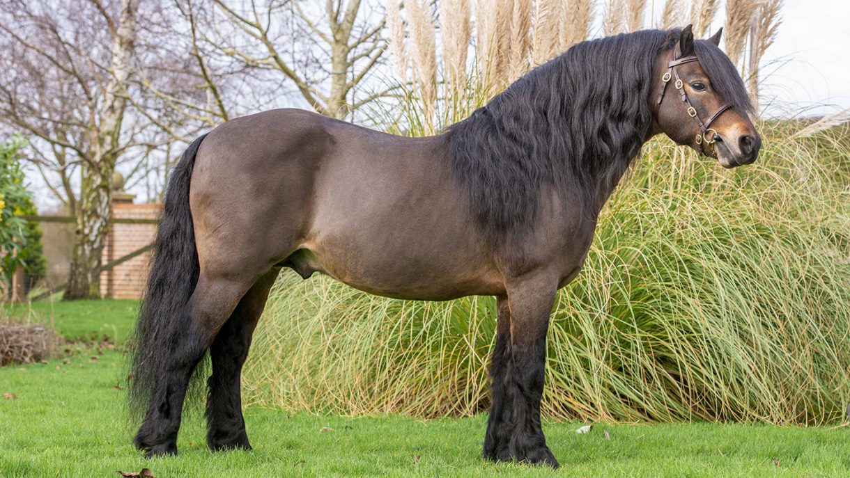 Horse hero Dartmoor stallion Shilstone Rocks North Westerly *H&H Plus