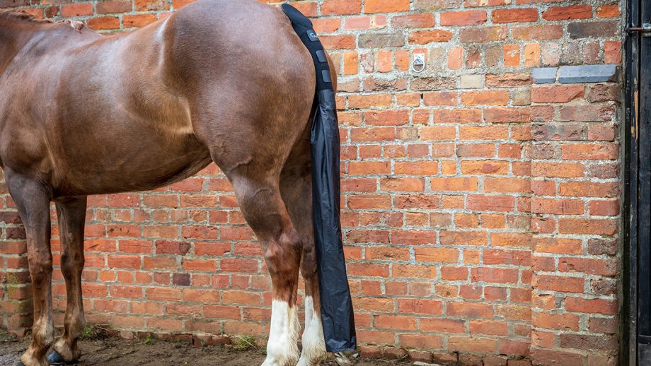 Shires Arma tail guard with detachable tail bag review