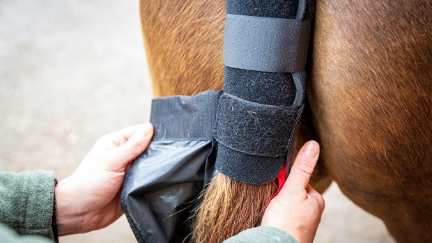 Shires Arma tail guard with detachable tail bag review