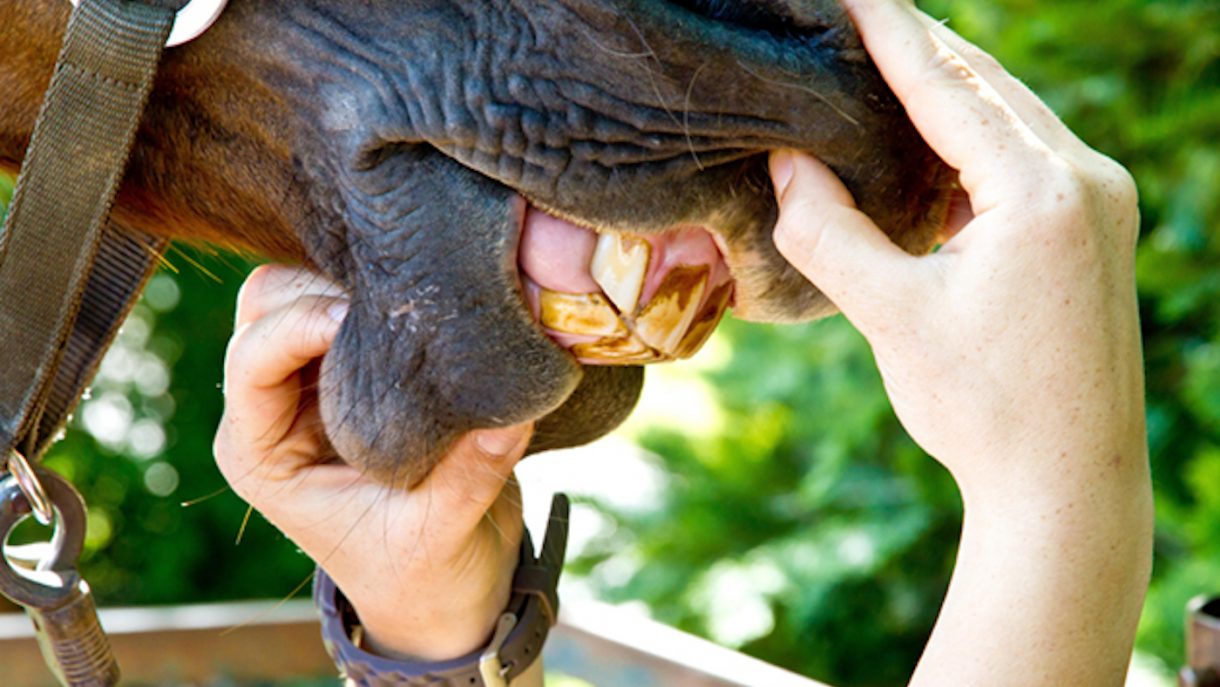 Getting to grips with wolf teeth Horse & Hound