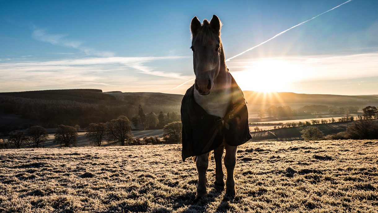 Getting rugging right How to understand your horse’s body temperature