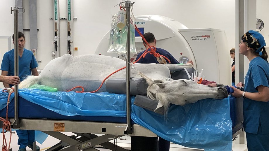 Take a look around Doha’s groundbreaking new veterinary centre Horse